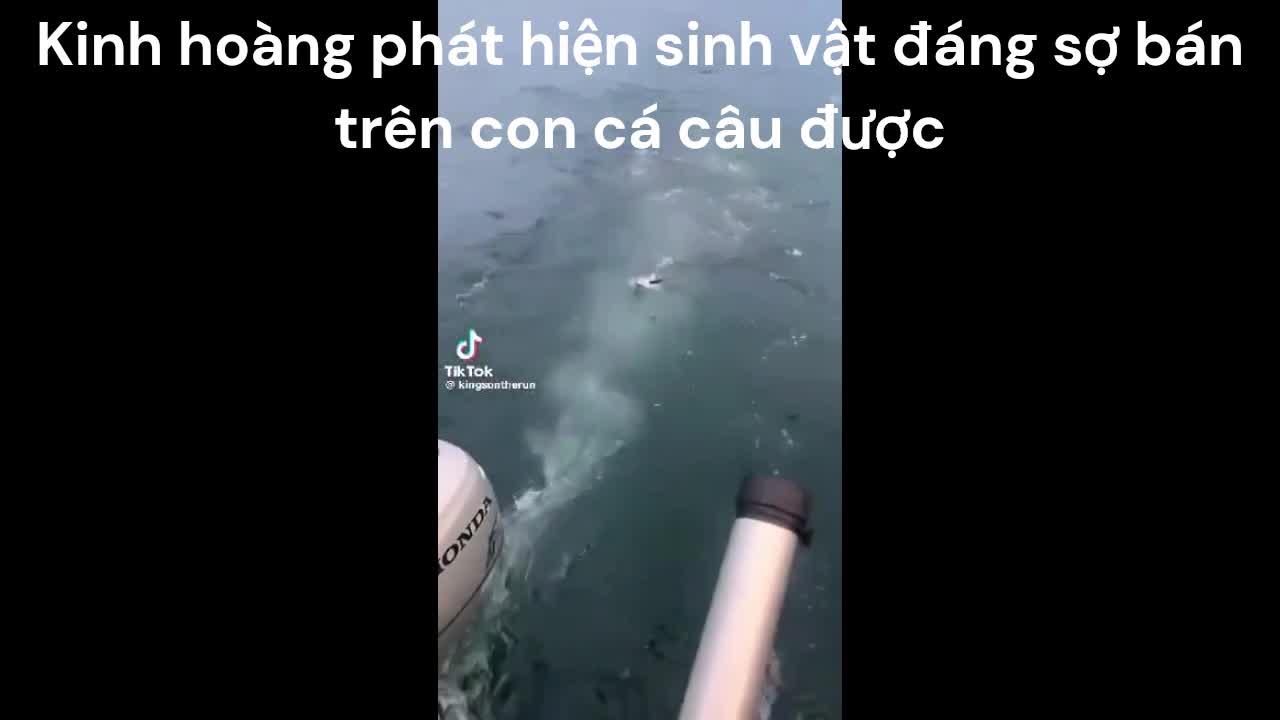 Video - Clip: Kinh hoàng phát hiện sinh vật đáng sợ bám trên con cá câu được