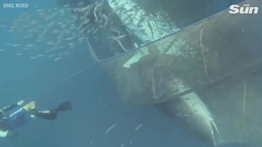 Video - Clip: Các thợ lặn dũng cảm giải cứu cá mập voi mắc lưới