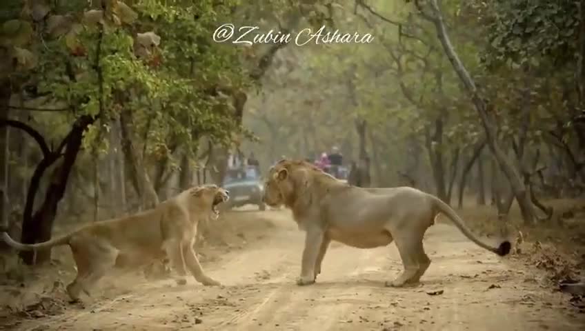 Video - Clip: Sư tử cái nổi cơn thịnh nộ, tát sư tử đực ngay giữa đường