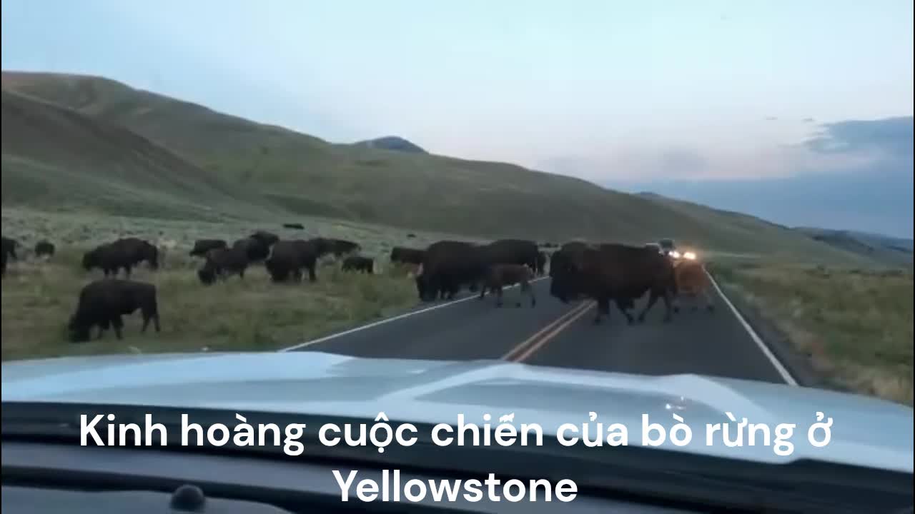 Video - Clip: Kinh hoàng cuộc chiến của bò rừng ở Yellowstone