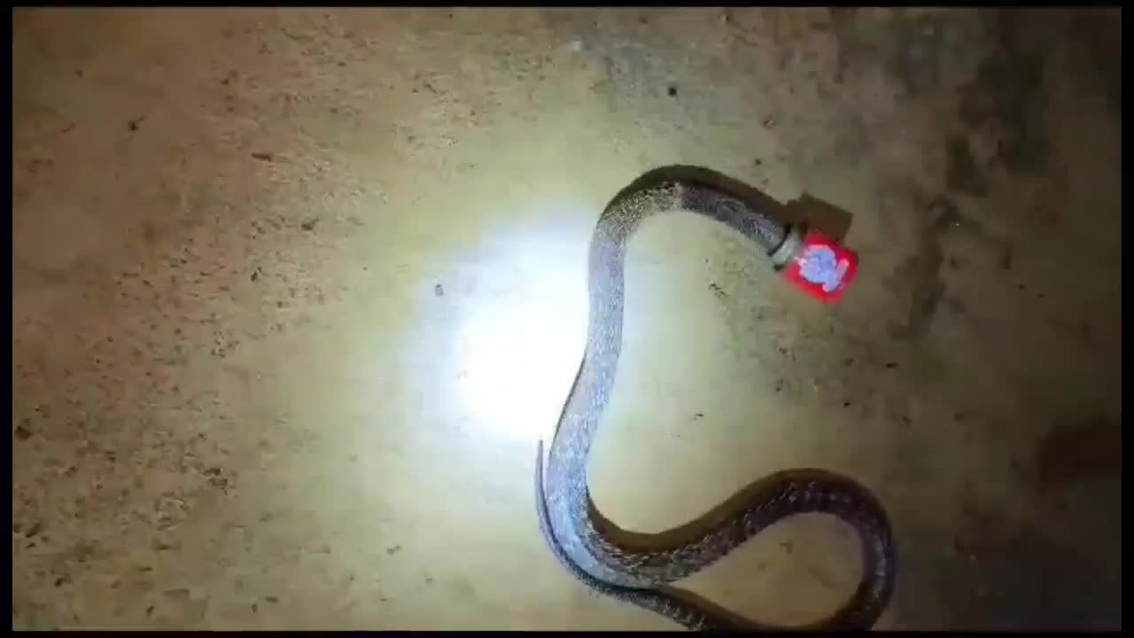 Video - Clip: Kẹt đầu vào hộp sơn, rắn hổ mang giãy giụa cố thoát ra ngoài