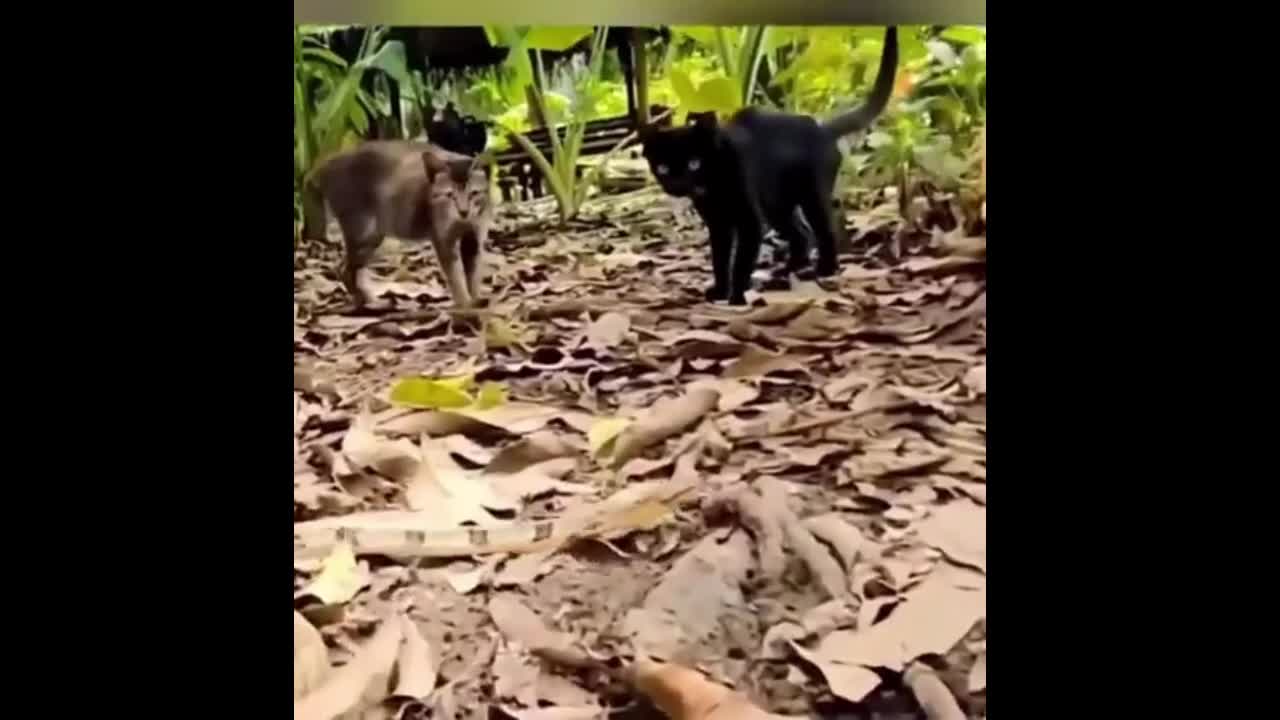 Video - Clip: Rắn định cắn mèo và cái kết bất ngờ
