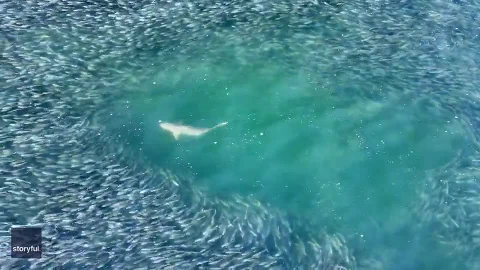 Video - Clip: Ngoạn mục cảnh cá mập săn mồi được ghi lại từ trên cao