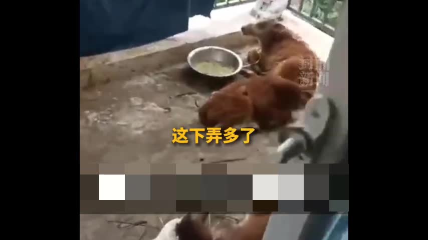 Video - Clip: Người đàn ông gây sốc khi nuôi 7 con bò trên ban công chung cư