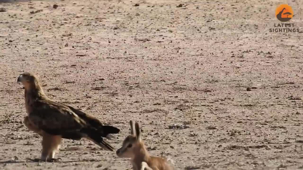 Video - Clip: Đại bàng 'tung cước' hạ gục linh dương con chỉ trong chớp mắt
