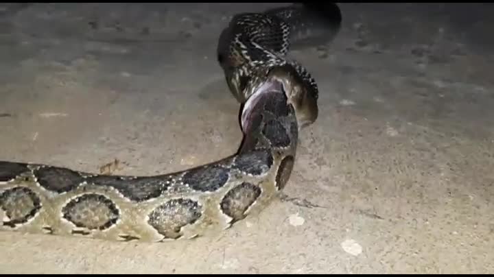 Video - Clip: Rắn hổ mang há to miệng, nuốt chửng trăn khủng vào bụng