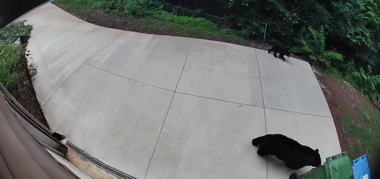 Video - Clip: Đang tìm thức ăn, gấu bất ngờ đụng độ những con chó