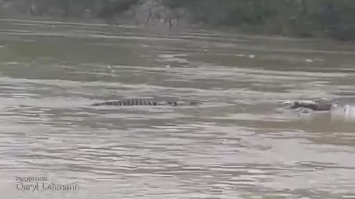 Video - Clip: Giành xác trâu, hai con cá sấu lao vào 'đánh nhau' dữ dội