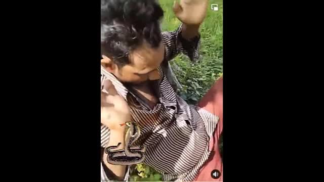 Video - Clip: Bị rắn độc chui vào áo, người đàn ông có phản ứng bất ngờ