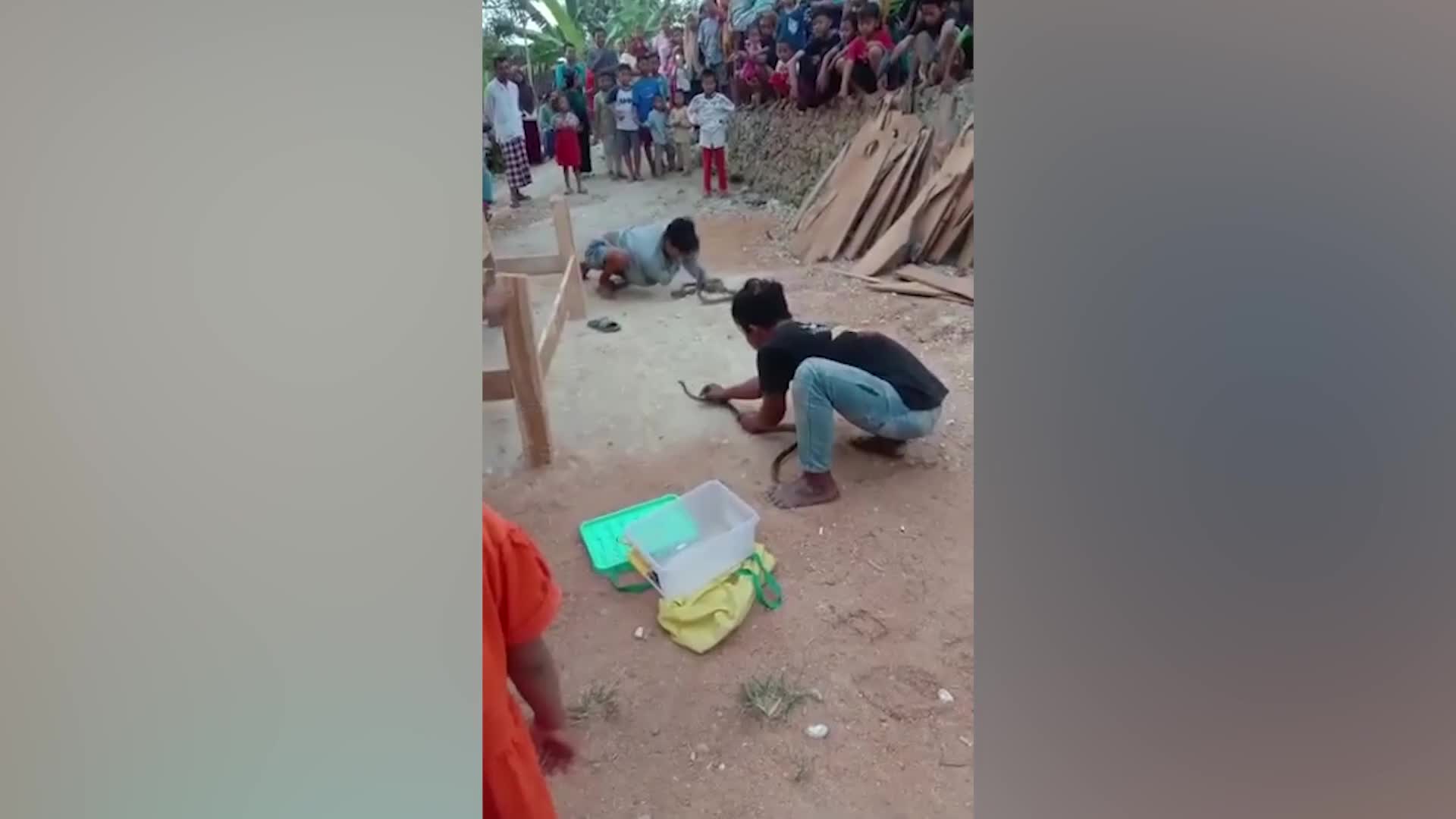 Video - Clip: Bị trêu chọc, rắn hổ mang phi thân đớp trúng mũi nam thanh niên