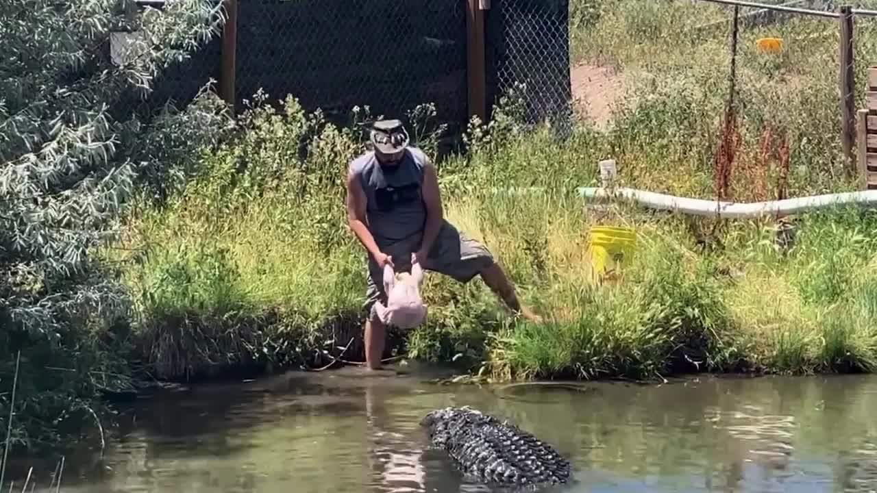 Video - Clip: Người đàn ông suýt bị cá sấu khổng lồ tấn công khi cho ăn