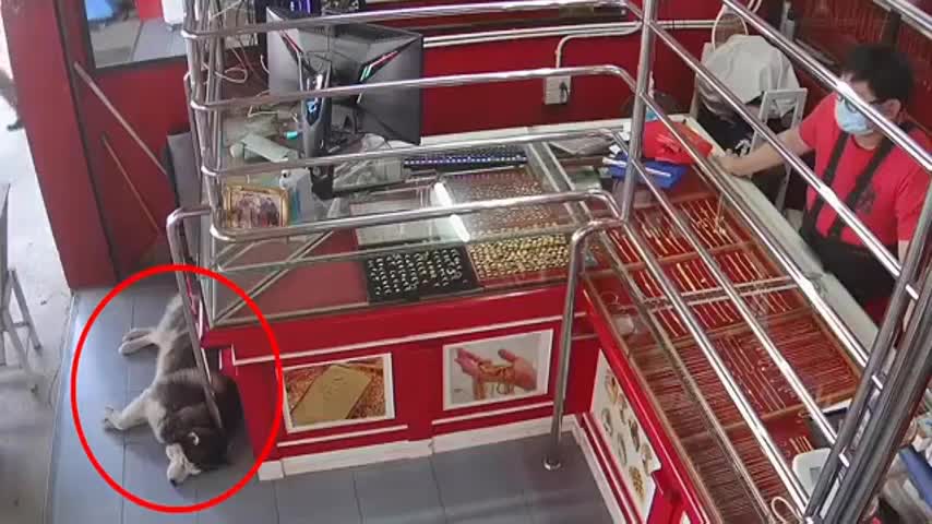 Video - Clip: Tiệm vàng bị cướp, chú chó Husky vẫn nằm ngủ ngon lành