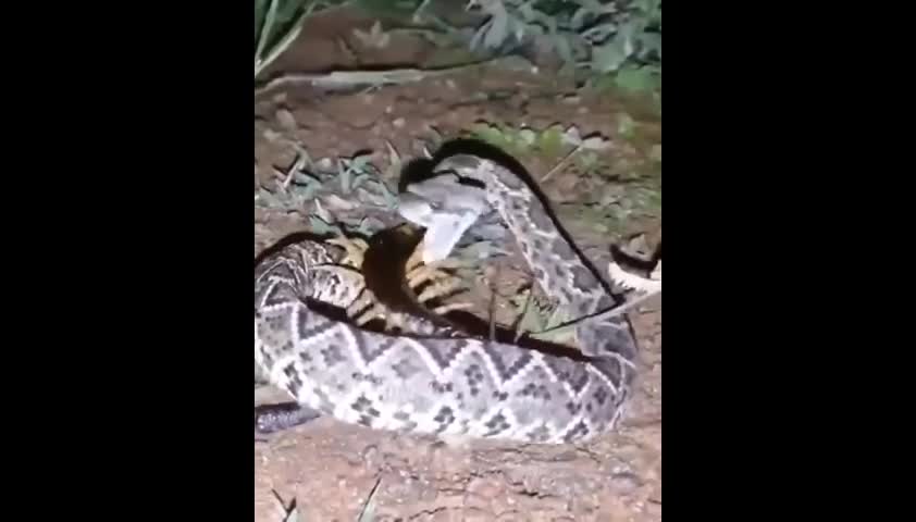 Video - Clip: Tấn công con mồi bất thành, rắn độc tự nộp mạng cho rết khổng lồ
