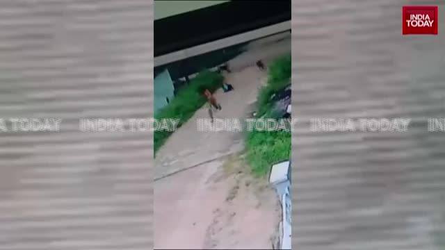 Video - Clip: Đang chơi trên đường, bé trai bị 5 con chó lao tới tấn công