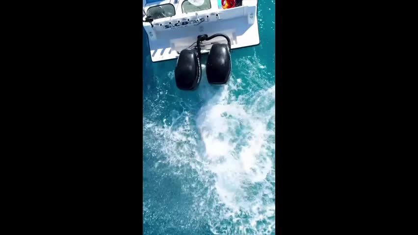 Video - Clip: Kinh hoàng cá mập khổng lồ tấn công thuyền câu cá