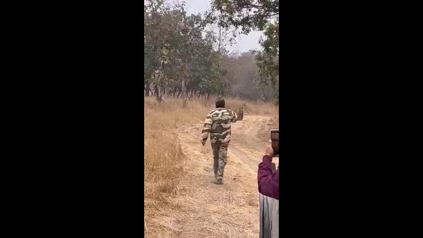 Video - Clip: Người đàn ông liều lĩnh đuổi theo hổ dữ để quay phim và cái kết