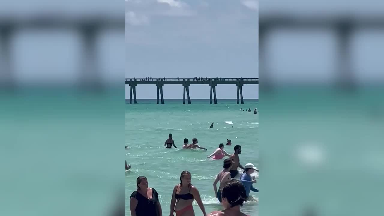 Video - Clip: Thót tim khoảnh khắc cá mập bơi gần những người tắm biển