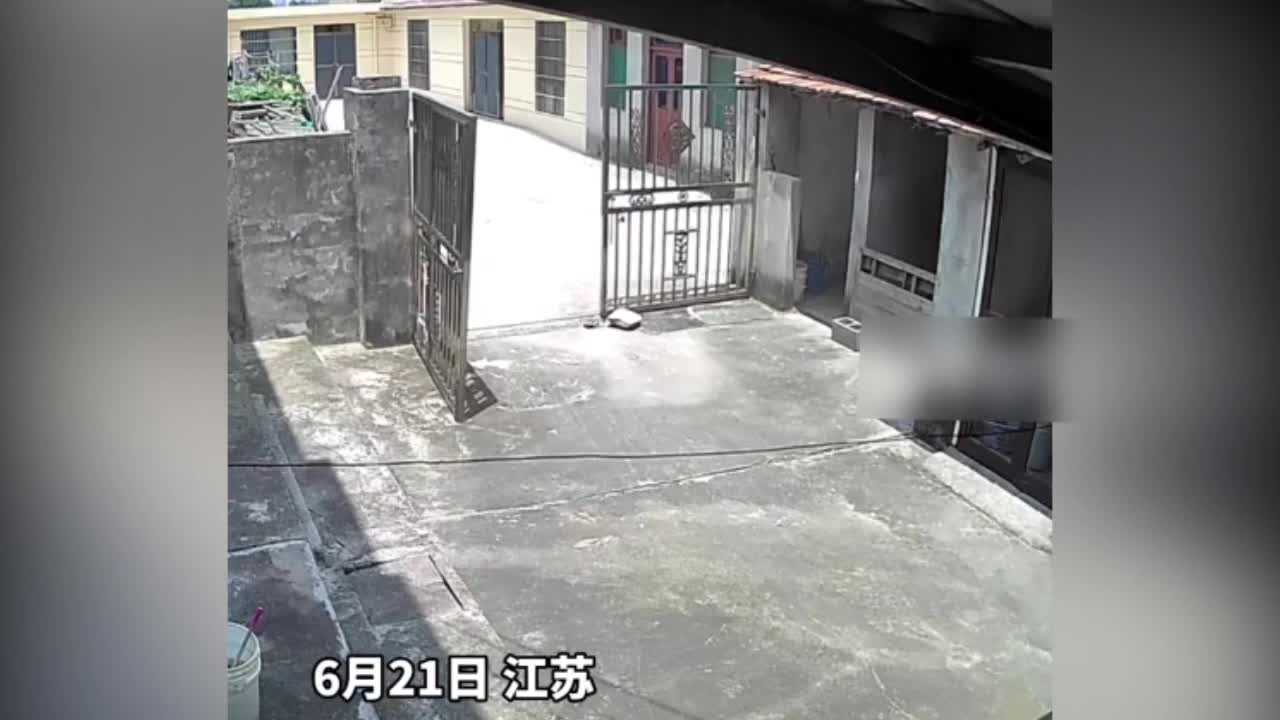 Video - Clip: Thanh niên bỏ chạy, cầu cứu bố vì sợ rắn khiến dân mạng bật cười