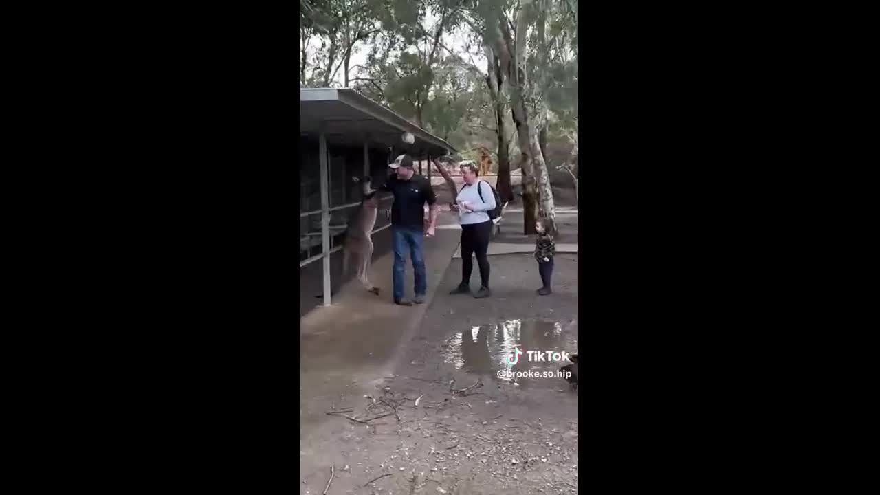 Video - Clip: Người đàn ông đánh nhau tay đôi với kangaroo hung hãn và cái kết