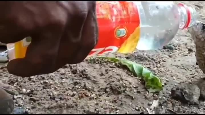 Video - Clip: Người đàn ông liều mình cầm chai cho rắn hổ mang uống nước