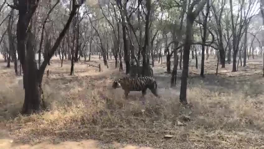 Video - Clip: Hổ đứng thẳng 2 chân, lao vào 'tát nhau' dữ dội và cái kết bất ngờ