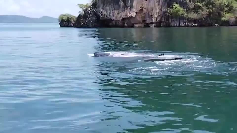 Video - Clip: Cá mập voi có nguy cơ tuyệt chủng xuất hiện ở Thái Lan