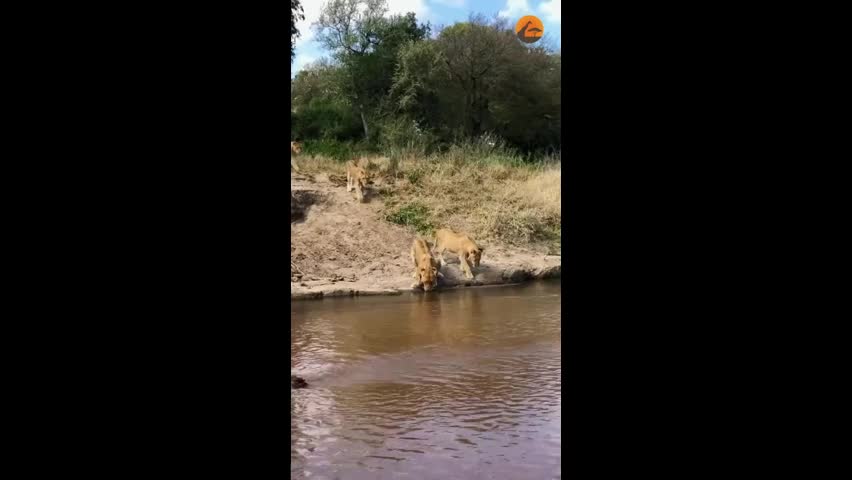 Video - Clip: Kinh ngạc 20 con sư tử xếp hàng hoàn hảo để uống nước