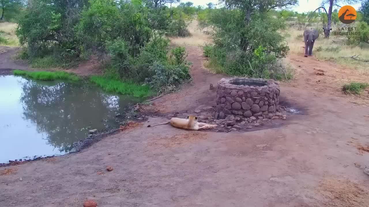 Video - Clip: Voi chạm trán sư tử ở giếng nước và cái kết bất ngờ