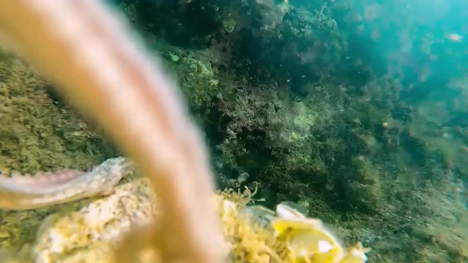 Video - Clip: Bạch tuộc muốn tóm máy ảnh của thợ lặn