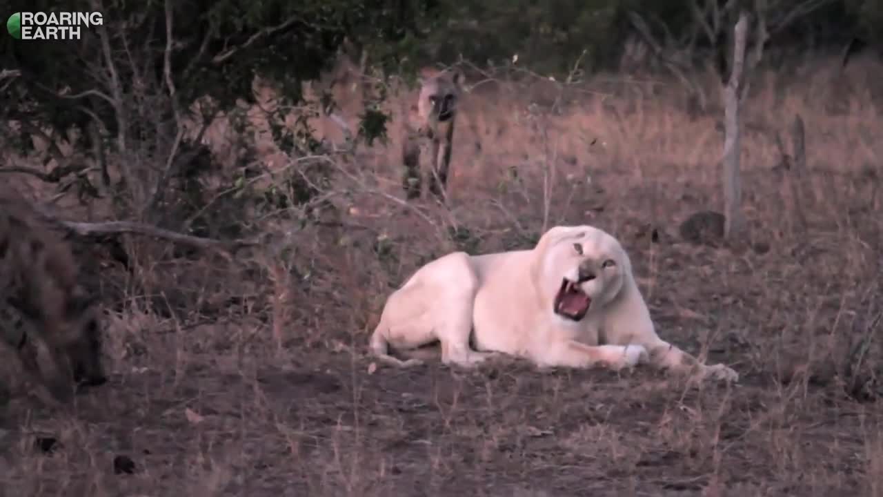 Video - Clip: Sư tử trắng bị 11 linh cẩu 'đánh hội đồng' và cái kết bất ngờ