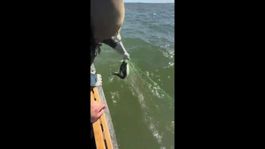 Video - Clip: Chim mắc lưới được ngư dân giải cứu