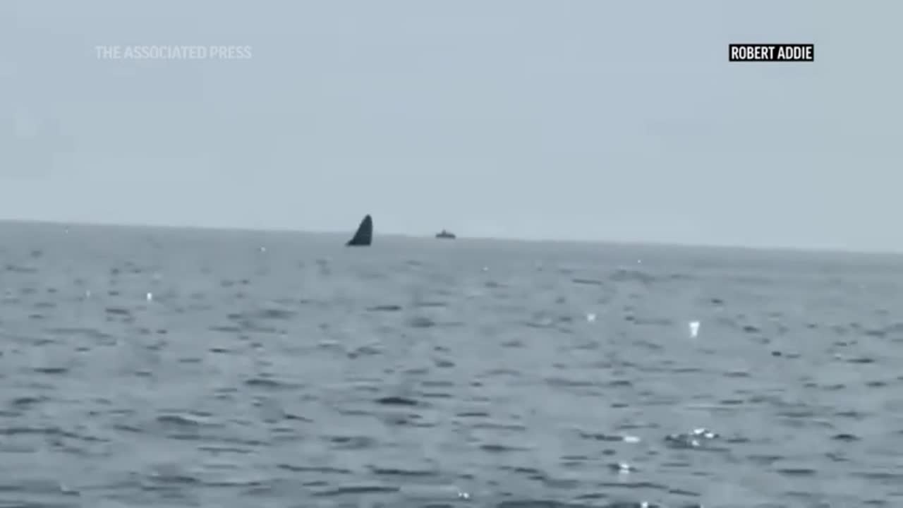 Video - Clip hiếm gặp ba con cá voi đồng loạt nhảy lên khỏi mặt nước