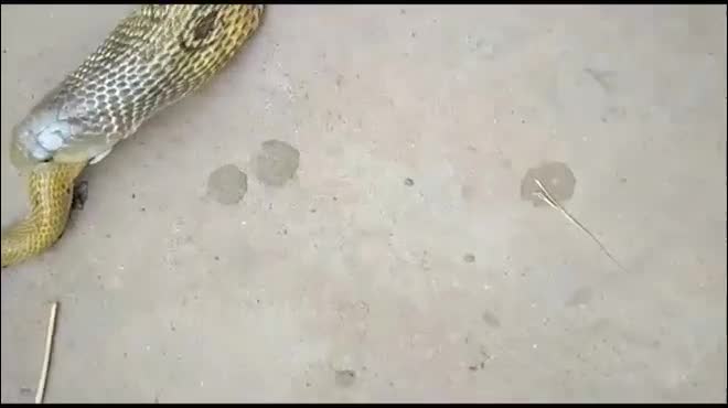 Video - Clip: Rắn hổ mang khổng lồ quằn quại nôn ra rắn hổ mang nhỏ hơn