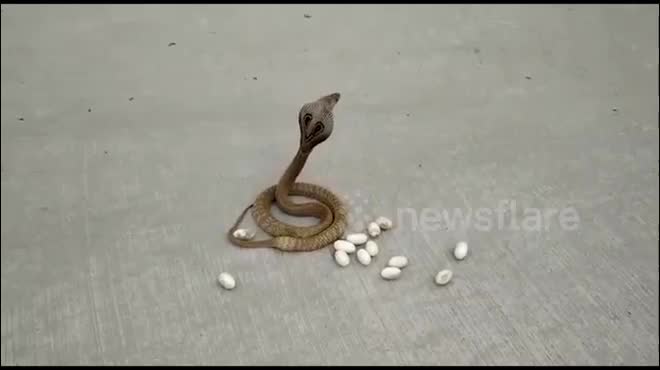 Video - Clip: Rắn hổ mang bất ngờ đẻ trứng ngay giữa đường