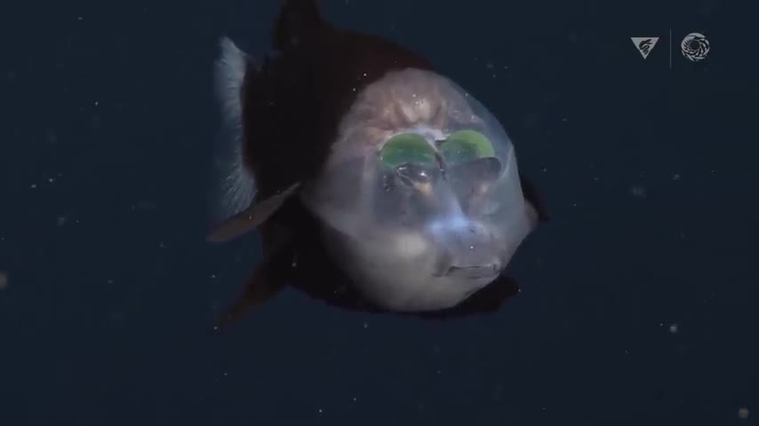 Video - Clip: Sinh vật biển sâu kỳ lạ với cái đầu trong suốt và đôi mắt xoay tròn
