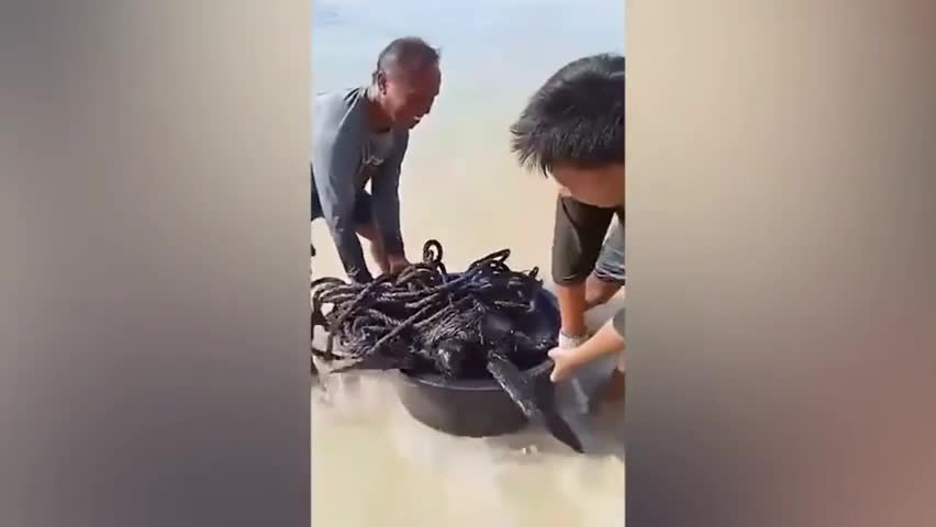 Video - Clip: Giải cứu rùa biển bị mắc kẹt trong lưới và dính đầy dầu