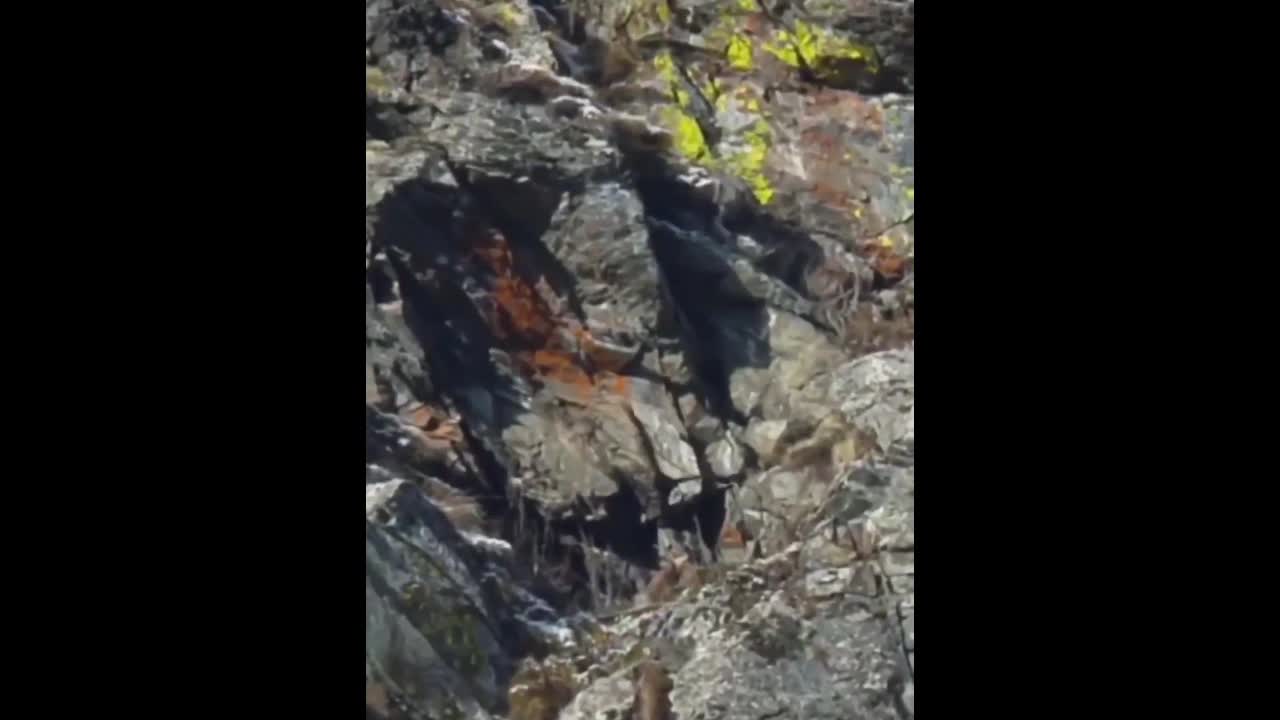 Video - Clip: Kinh ngạc đại bàng khổng lồ bắt và quăng dê xuống từ vách núi