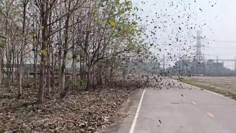 Video - Clip: Ngoạn mục lốc bụi cuốn hàng trăm chiếc lá bên đường