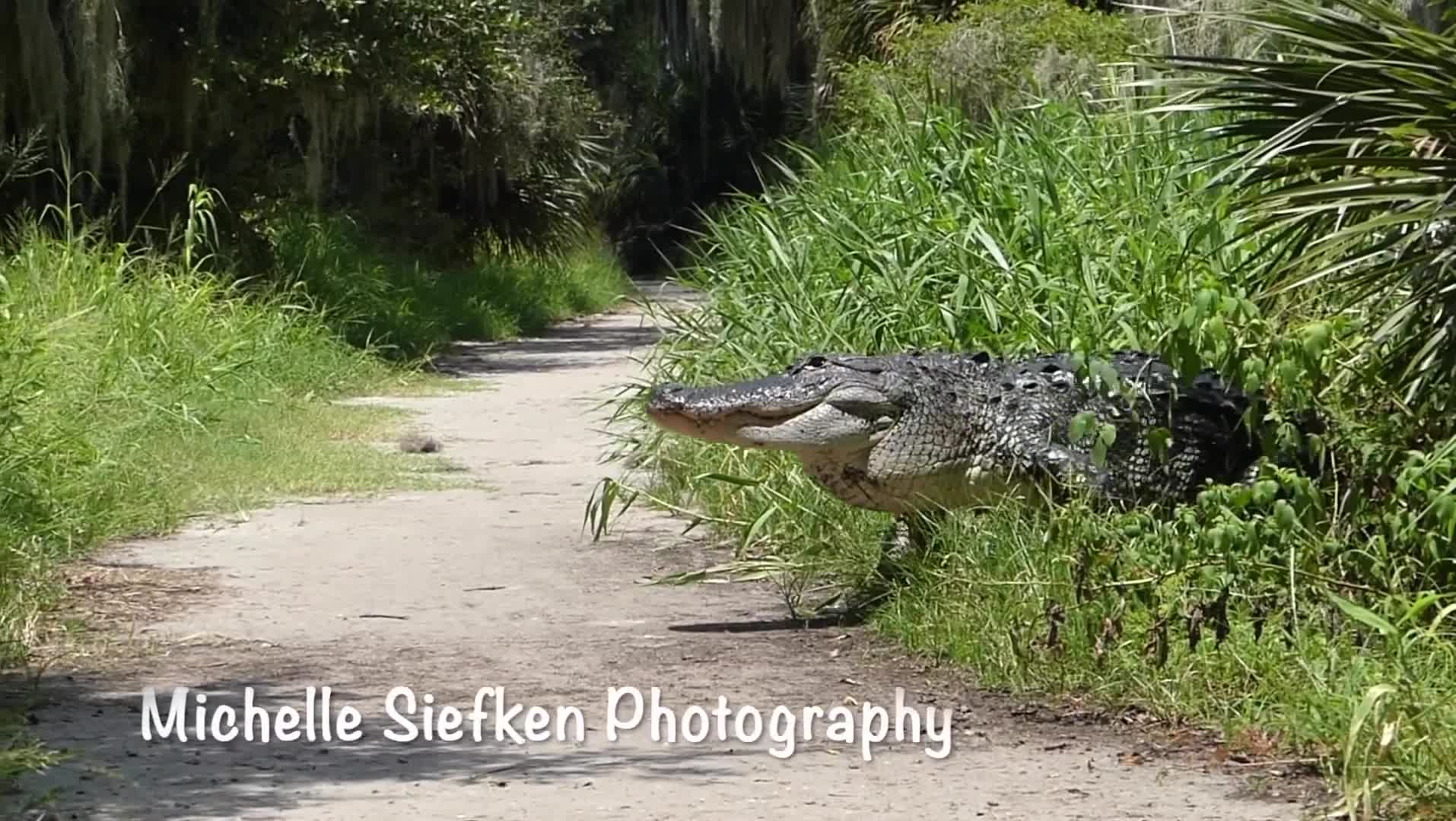 Video - Clip: Nghẹt thở khoảnh khắc chạm trán với cá sấu khổng lồ