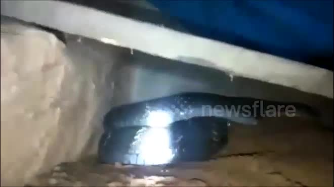 Video - Clip: Thấy rắn hổ mang dưới gầm giường, người đàn ông hoảng sợ bỏ chạy