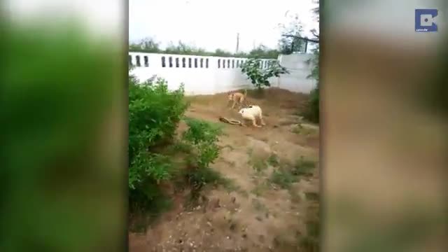 Video - Clip: Hai con chó nhà hợp sức cắn đứt đôi rắn khủng để cứu chủ