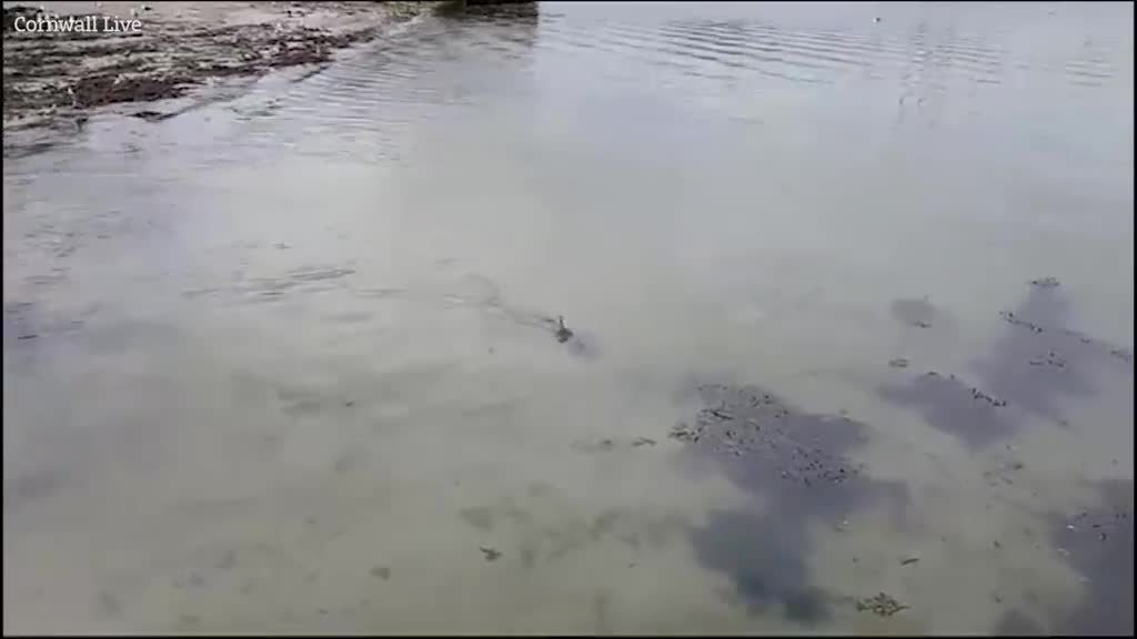 Video - Clip: Kinh hoàng phát hiện cá mập bơi gần bến cảng