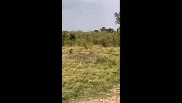 Video - Clip: Bị khỉ đầu chó tấn công tới tấp, sư tử bỏ chạy thục mạng