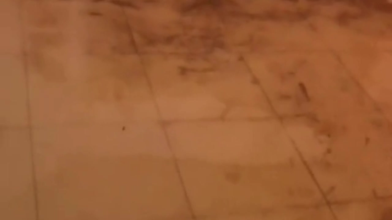 Video - Clip: Cá bơi thành đàn trong nhà sau mưa lũ