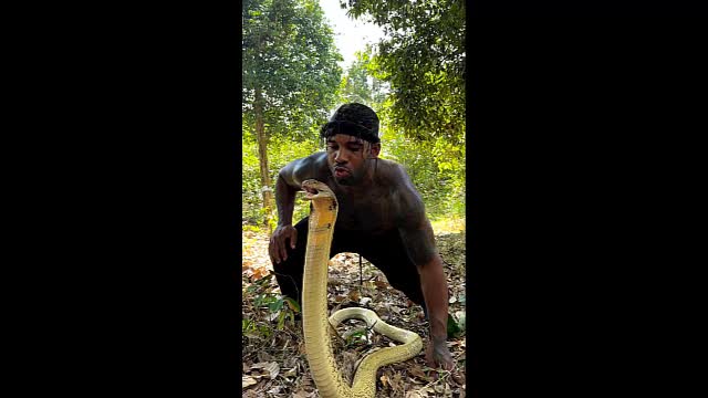 Video - Clip: Rùng rợn cảnh người đàn ông hôn lên đầu rắn hổ mang chúa