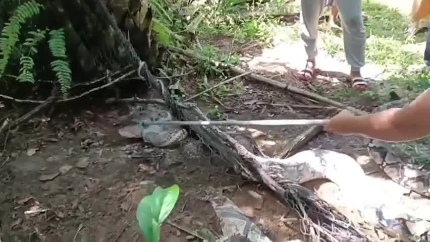 Video - Clip: Kinh hoàng phát hiện trăn khổng lồ tại ngôi làng ở Thái Lan