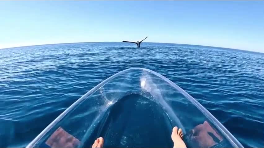 Video - Clip: Cá voi nhô thẳng đuôi khỏi mặt nước và bất động một cách khó hiểu