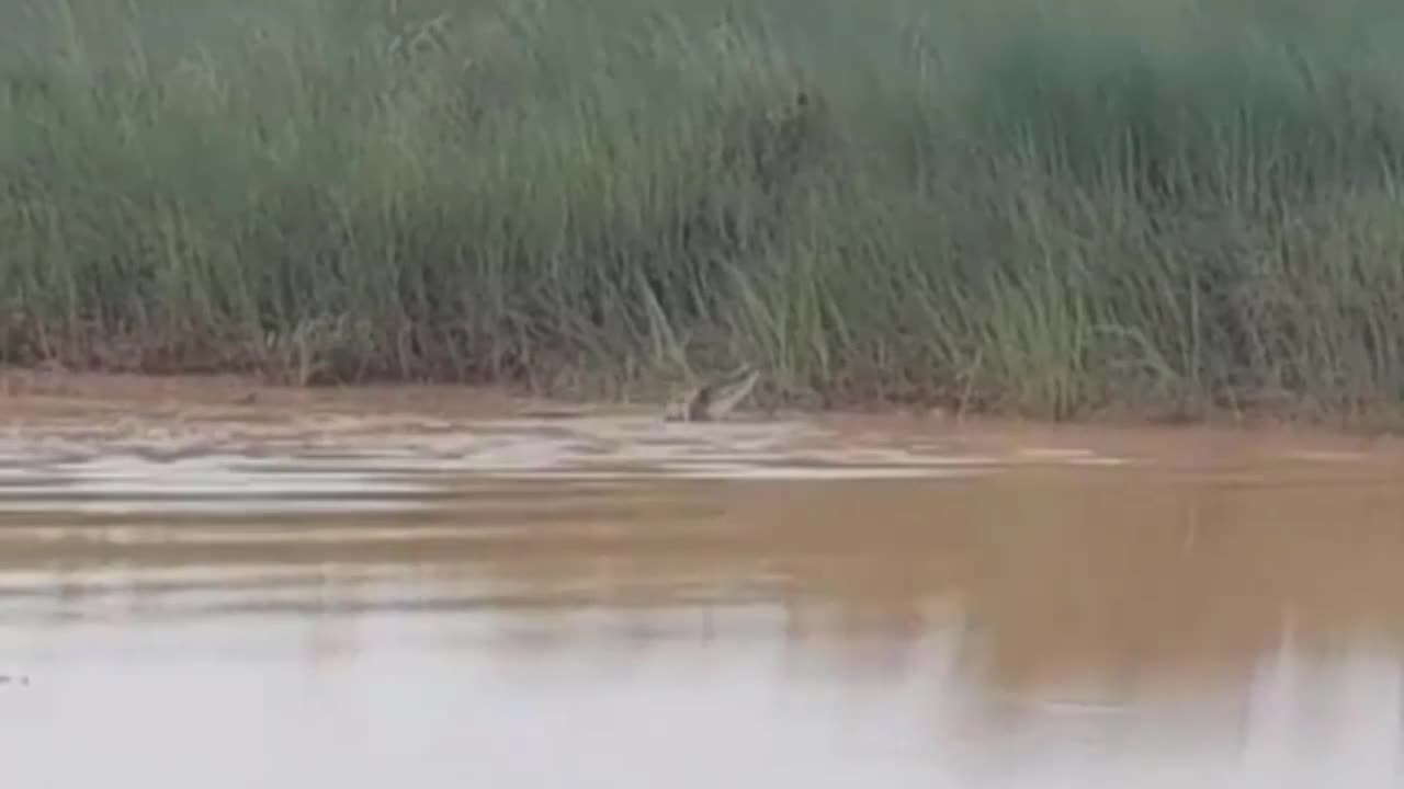 Video - Clip: Đang tắm, người phụ nữ bị cá sấu lôi xuống sông 