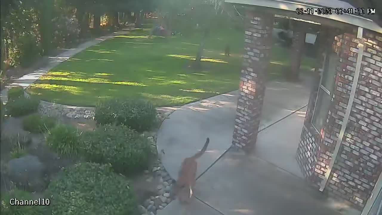 Video - Clip: Kinh ngạc chó nhà rượt đuổi sư tử núi