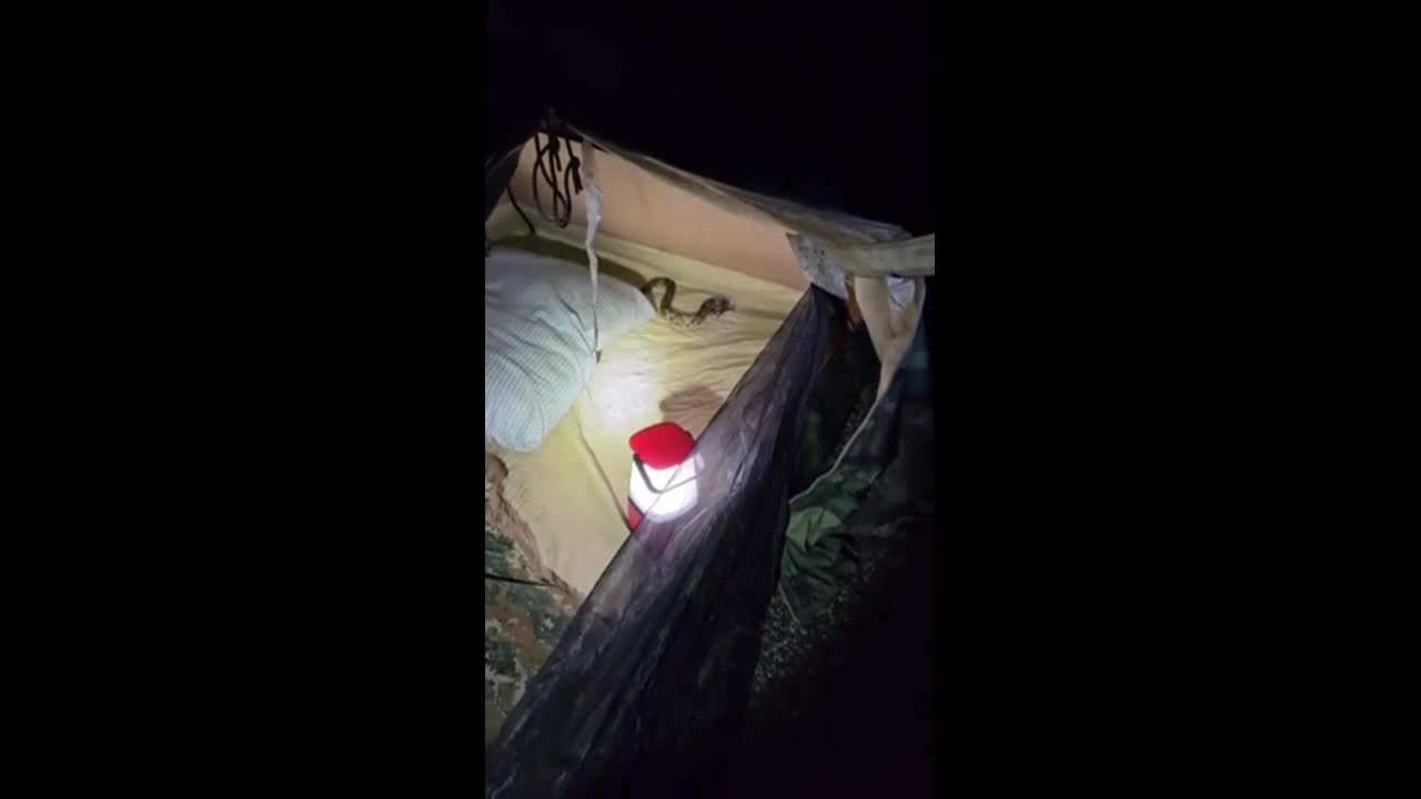 Video - Clip: Kinh hoàng phát hiện rắn bò vào trong lều lúc nửa đêm